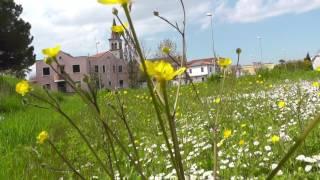 Primavera in brollo