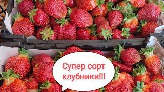 Супер сорт клубники.