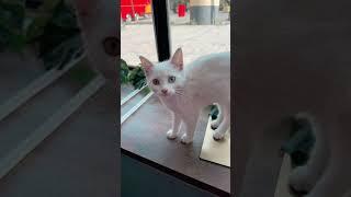 Снежка #cat