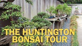 Bonsai Collection at the Huntington Library, Art Collections, and Botanical Gardens