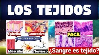TODO SOBRE LOS TEJIDOS | CLASIFICACIÓN Y FUNCIONES | CARACTERISTICAS