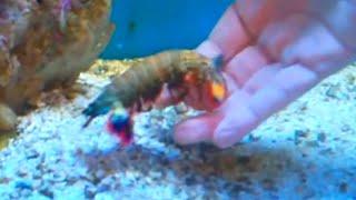 MANTIS SHRIMP — can break a human finger with one punch! Mantis shrimp vs octopus and crab!