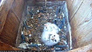 Downy Owlets Spend Time Alone In Barred Owl Nest Box – April 22, 2021