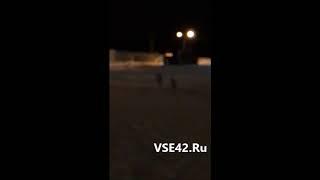 Кемеровчане заметили необычных для города животных на парковке/VSE42.Ru