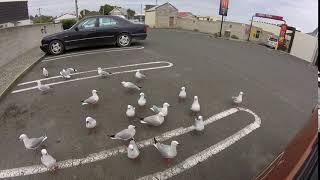 Crazy Seagulls for french fries