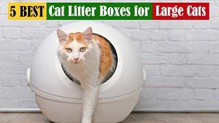 Best Cat Litter Boxes for Large Cats of 2024 [Updated]