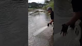 ALHAMDULILLAH JALA IKAN DISUNGAI DAPAT IKAN GURIH #SHORTS #JALAIKAN