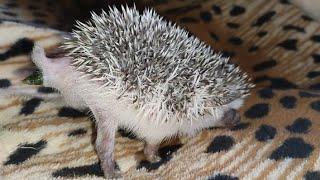 Как какает маленький ёжик. How a little hedgehog poops. #ezhikafro #hedgehog #cutebaby #baby