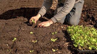 Small Scale No-Till Vegetable Production (from the EFAO 2021 Conference)