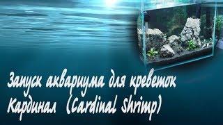 Запуск аквариума для креветок Кардинал  Shrimp Cardinal