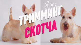 ТРИММИНГ СКОТЧ ТЕРЬЕРА / ОБУЧЕНИЕН ГРУМИНГУ / Эпизод МАСТЕР-КЛАССА / GROOM SCHOOL