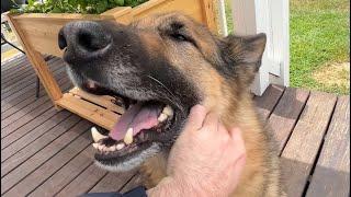 Feeling Stressed? Watch this German Shepherd Get Pets