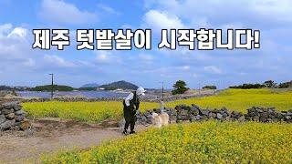 SUB 단순로그294 in Jeju 궂은 날씨와 호르몬의 공격에도 시작된 텃밭 라이프 vlog