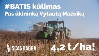 Ž. Rapsų veislės #BATIS kūlimas | SCANDAGRA