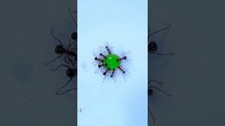 Ants liquid candy     #shorts #timelapse #ant #satisfyingvideo #timelapsevideo#insect  #hyperlapse