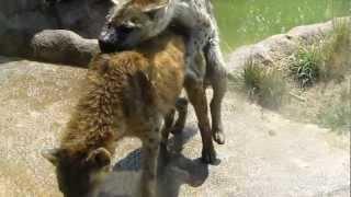 Hyena Love