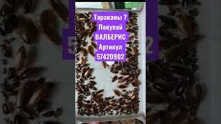 Тараканы насекомые муравьи ловушка от тараканов средство от тараканов форссайт оригинал ВАЛБЕРИС WB