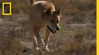 Dingo vs. Kangaroo | National Geographic