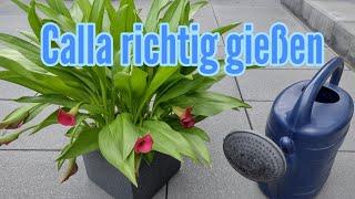 Calla richtig gießen So oft und viel muss man Calla gießen Zantedeschia im Garten