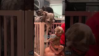 Giant Dogs Become Giant Foster Parents | The Dodo