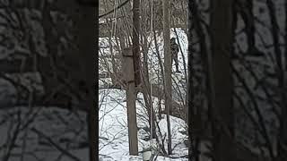 В Усть-Куте мужчина ходит вокруг детского сада в непотребном виде