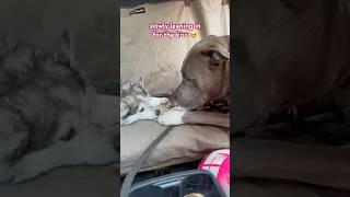 pittie asks for kisses  #wholesome #dogs #cuteanimals