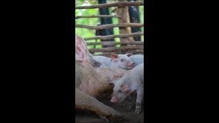 Watch how #pigs helped Bébé create a better future for her whānau 