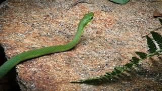 Rough Green Snake