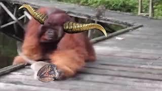 That First Rajang Hunt