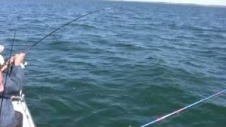 How to Catch Bluefish, Bigger Bluefish, and More Bluefish - Saltwater Bluefish Fishing