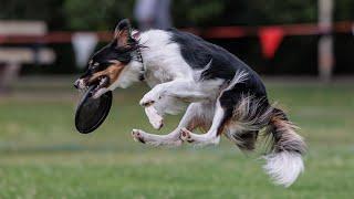 Disc Dog Freestyle Highlights! Why Dogs Fly Skyhoundz Qualifier (Torch, Sora, Flare, Volt)