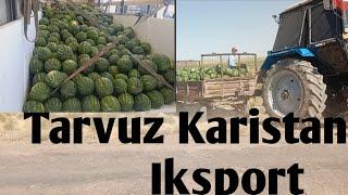 TARVUZ KARISTAN EKSPORT