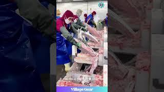 Fish Factory Frenzy!  That Band Saw is a BEAST!  #fishcutting #factorywork #seafoodlover