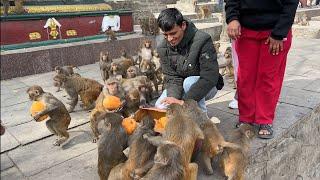 Yummy Yummy Papaya for Monkeys and Testy Testy food for Dogs