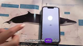 Кит Минке или малый полосатик прошел мимо бухты Онгачан/Minke whale