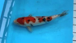 yam2: Sanke from Yamamatsu Koi Farm