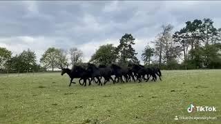 Karachay horses