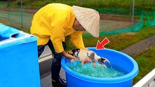 Enjoyable Koi Harvest in Japan **Shiro Utsuri**