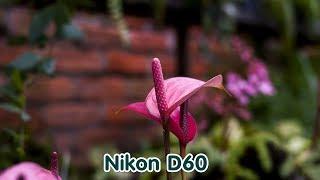 Nikon D60 Sample Images | Nikon D60 Photography