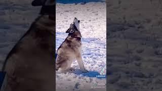 SUCH A MAJESTIC HOWL ON THIS ALASKAN MALAMUTE