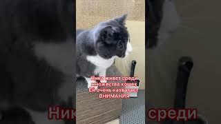 Ника, молодая кошечка , которой нужен человек