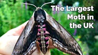 Privet Hawk Moth - The Largest Moth in the UK & How to Attract them to Your Garden - 4K