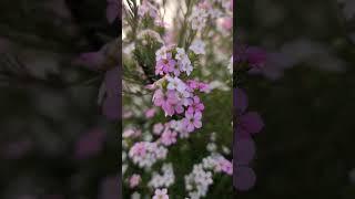 #foryou #foryoupage #beautiful #nature #color #spring #nice #ilovenature