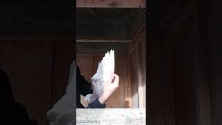 Extreme Marathon Red Pigeon