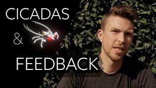 Cicadas & Feedback