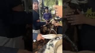 The Last Ride  Qazi Goat Farm  is live!