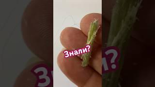 Вещи из асбеста.16 апреля особенный день #shorts #shortvideo #funny #хризотил