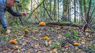 НАБИЛ ТАРУ С ГОРКОЙ! ОГРОМНОЕ СЧАСТЬЕ СОБИРАТЬ ТАКИЕ ГРИБЫ   | ЭМОЦИИ ПЕРЕПОЛНЯЮТ ГРИБНИКА | КОНКУРС