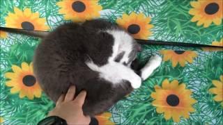 Cats Sleeping in Weird Places | Cats sleeping position