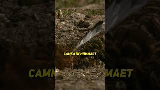 Самцы белой куропатки дерутся за самку #животные #природа